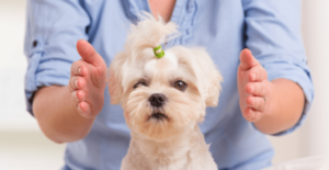 Animal Reiki Certificate