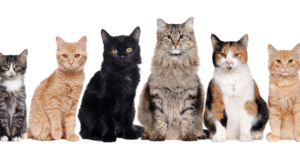 Cattery Business Certification