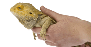 Introduction to Reptile Care Certification