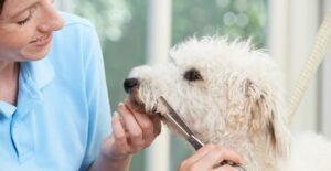 Dog Grooming Diploma