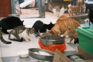 Stray and Feral Welfare Management Certification - Several cats of various colors eating from dishes in an animal shelter setting.