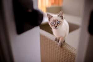Cattery Business Certification - Cute Siamese cat with blue eyes relaxing indoors on a sofa.