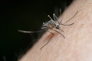 Blood-borne Pathogens & Exposure Control Plan Certification - Detailed macro shot of a mosquito on human skin, highlighting nature and insect life.