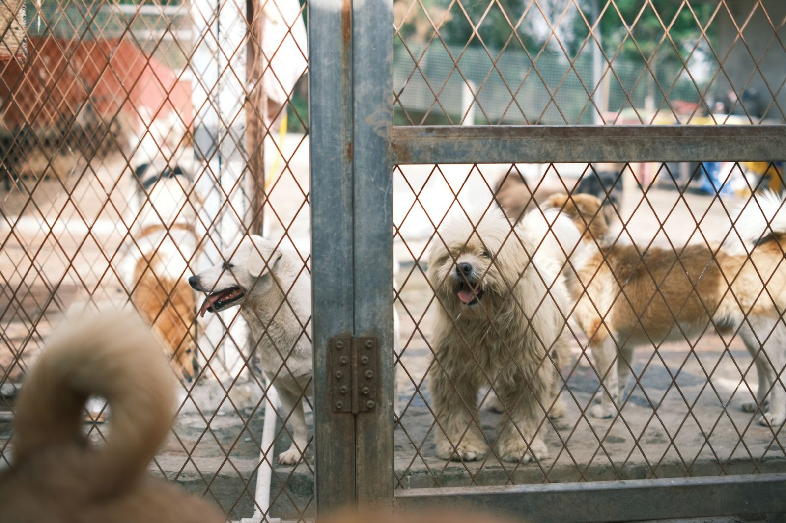 Introduction to Kennel and Cattery Management Certification - A group of happy dogs standing behind a fence in an animal shelter yard.