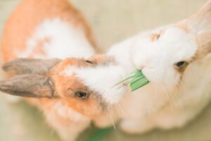 Rabbit Care Certification - Close-up photo of two rabbits sharing a green leaf in a soft, natural setting.