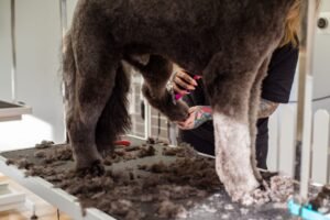 Dog Grooming Diploma - A professional groomer trimming a large dog's fur indoors, showcasing grooming tools.