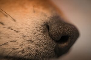 Zoom Certification - Detailed extreme close-up of a dog's nose with textured fur showing intricate details.