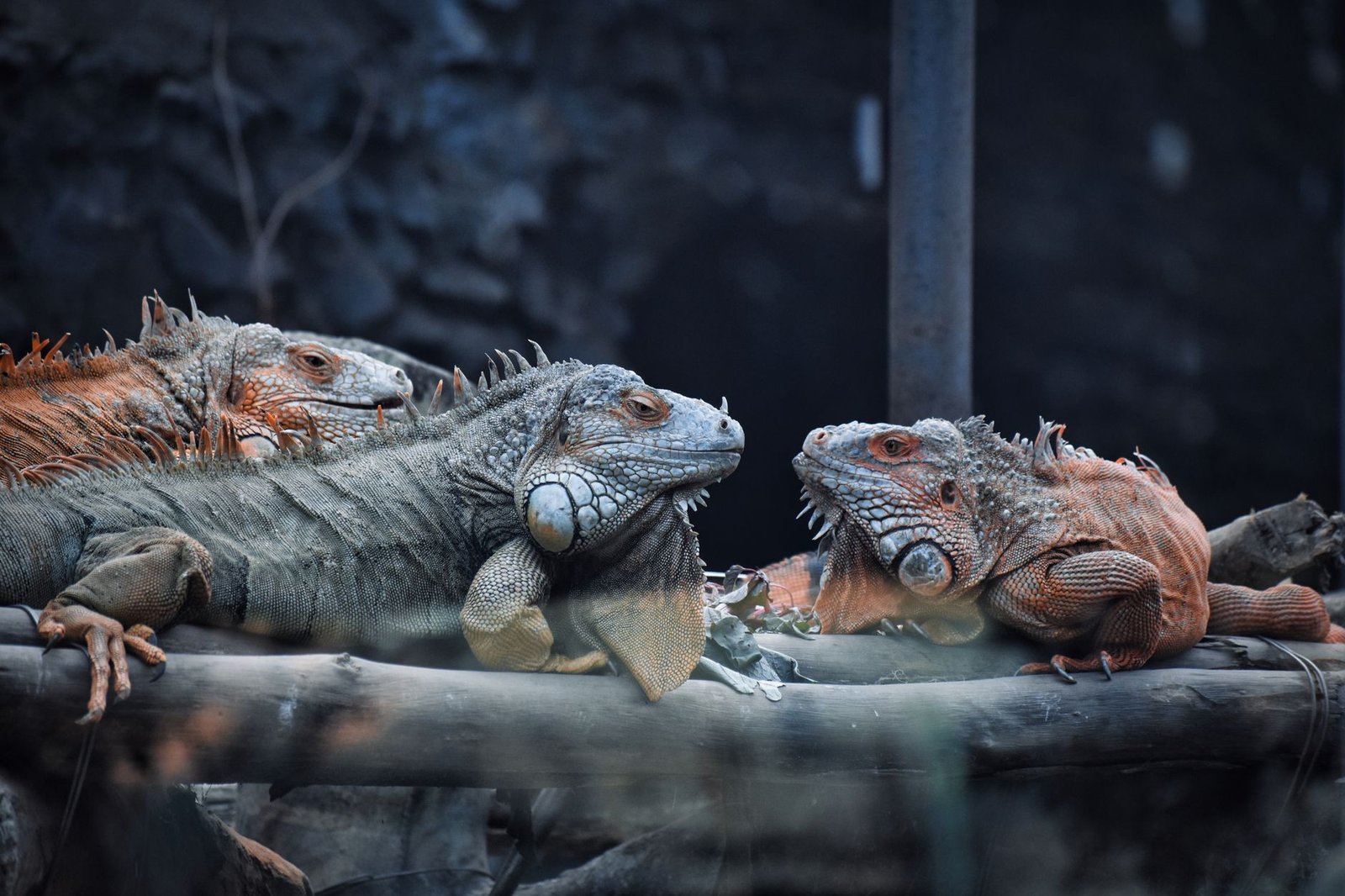 Introduction to Reptile Care Certification - Three green iguanas lounging on a branch in their tropical enclosure at a zoo.