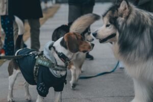 Canine Communication Diploma - Two dogs, one in clothing, interacting outdoors on a sidewalk.