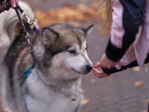 Dog Training: Train Your Dog to Walk on a Treadmill Certification - An Alaskan Malamute dog on a leash receives a treat from a child in an outdoor setting.