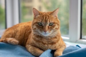 Introduction to Feline Care Certification - Close-up of a ginger tabby cat resting on a blue blanket by the window, displaying its striking green eyes.