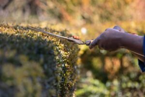 Closing Techniques Certification - Close-up of hands trimming a hedge with shears in a garden, showcasing gardening skills outdoors.