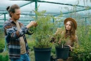 Organic Gardening Certification - Positive young gardeners in casual clothes removing dry leaves from lush green potted plant growing in greenhouse