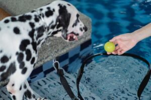 Animal Physiotherapy Certification - Dalmatian dog waiting for green ball by the swimming pool. Perfect for pet care visuals.
