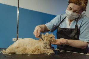 Introduction to Cat Grooming and Health Certification - Close-up of a professional groomer trimming a fluffy orange tabby cat indoors.