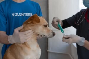 Veterinary Support Assistant Certification - A veterinarian prepares to vaccinate a dog, assisted by a volunteer in a clinic setting.