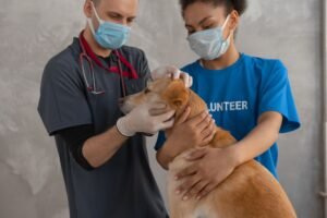 Introduction to Animal Care Certification - A veterinarian and volunteer perform a health check on a dog at a clinic.