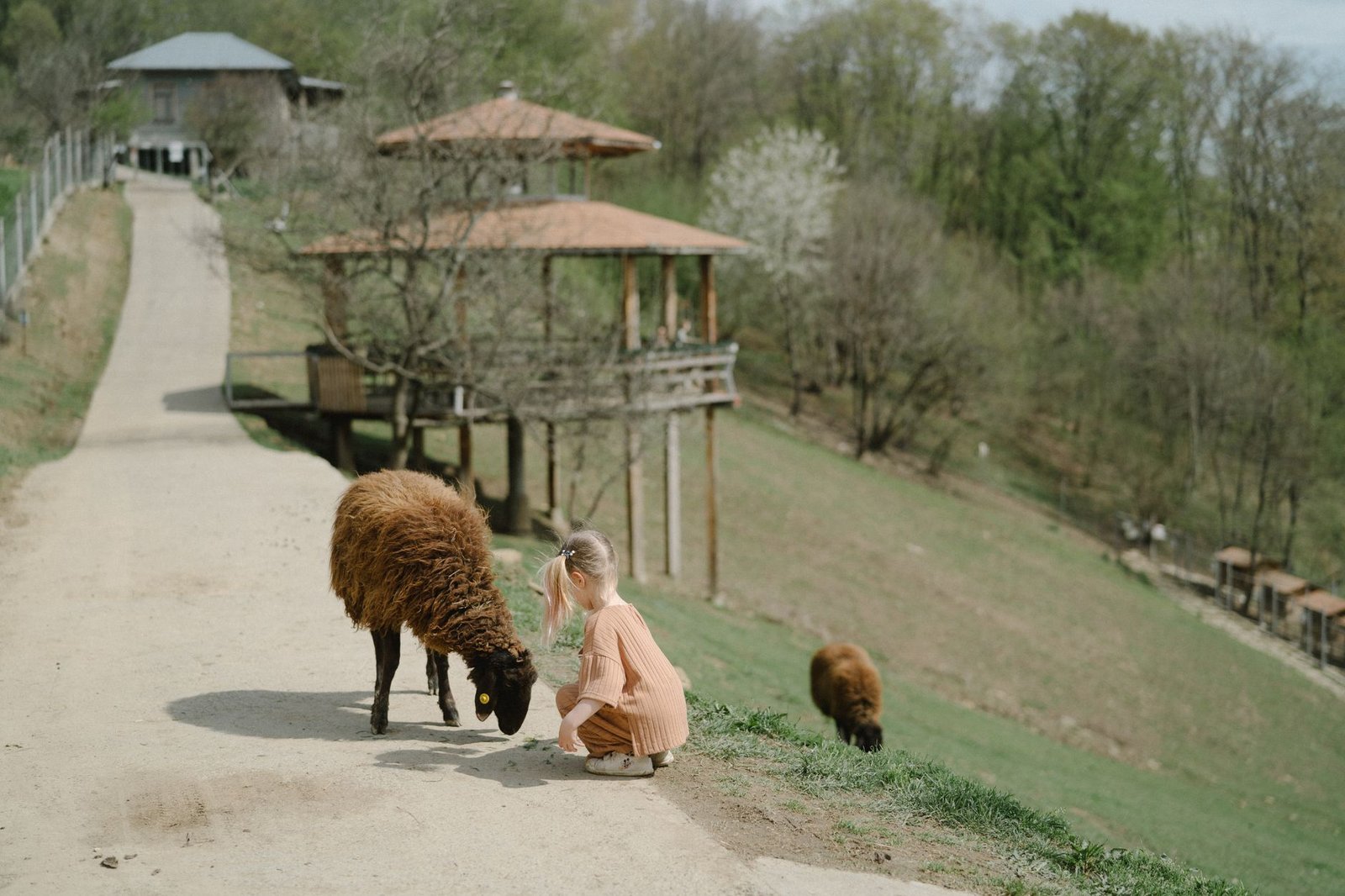 Learn to Communicate with Animals and Nature Certificate - A young girl in the countryside feeds sheep on a sunny day, surrounded by nature.