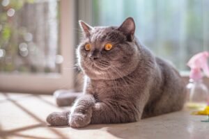 Introduction to Cat Behaviour Certification - Cute grey British Shorthair cat resting with sunlight through window, looking calm.