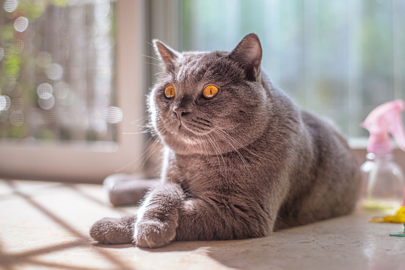 Introduction to Cat Behaviour Certification - Cute grey British Shorthair cat resting with sunlight through window, looking calm.