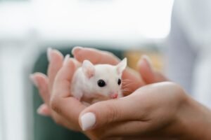 Rat/Mouse/Hamster Care Certification - A close-up of a white mouse being gently held in hands, showcasing its adorable features.