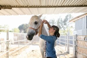 Horse Care and Stable Management Certification - A woman grooms a white horse in a well-lit stable on a sunny day.