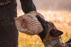 Introduction to Being a Dog Trainer Certificate - A Belgian Malinois dog practices biting training with a trainer using a bite sleeve outdoors.