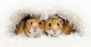 Rat/Mouse/Hamster Care Certification